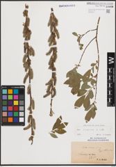 Foto von Salix cinerea L.